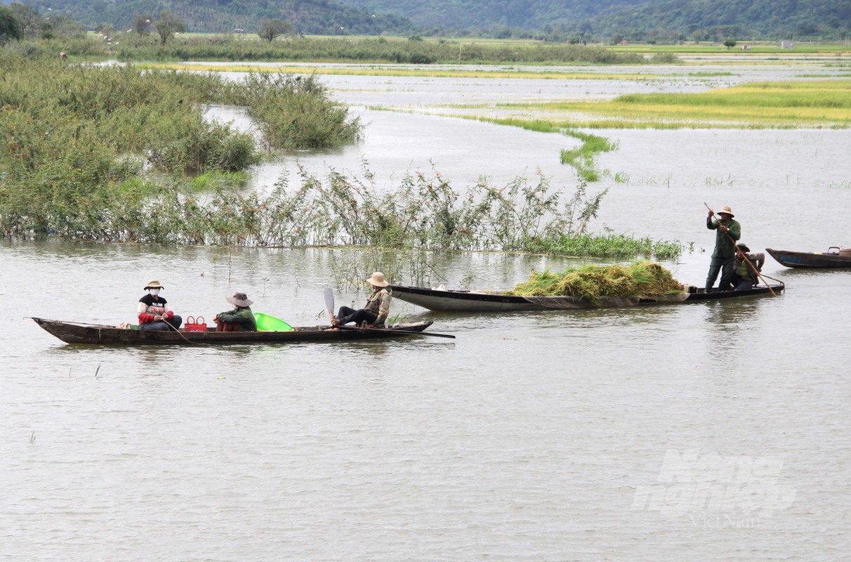 Nguoi dan Dak Lak cuong cuong gat lua non chay lu-Hinh-10