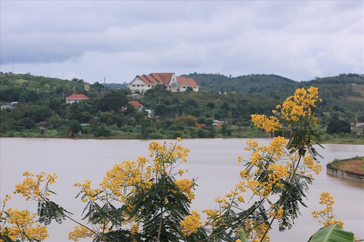 Choang ngop hoa phuong vang no khap duong pho Dak Nong-Hinh-11