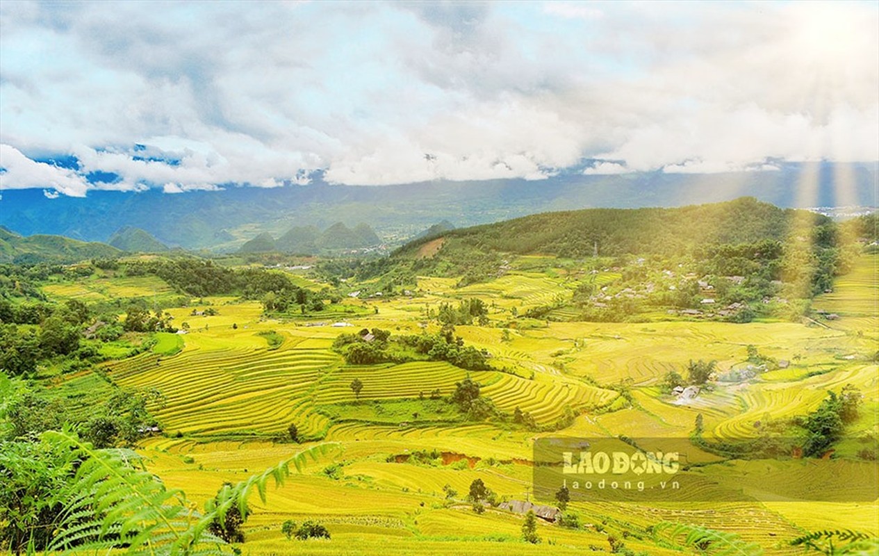 Ngat ngay mua lua chin tren Ta Leng Lai Chau-Hinh-5