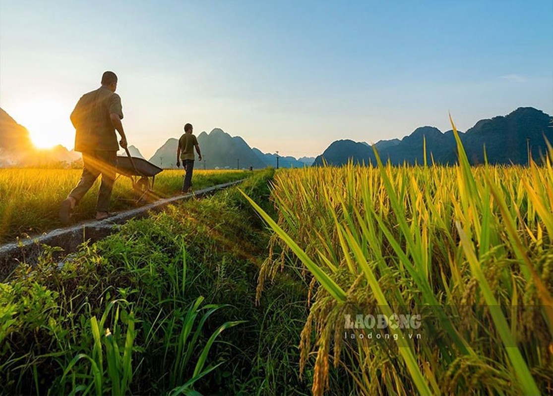 Ngat ngay mua lua chin tren Ta Leng Lai Chau-Hinh-7