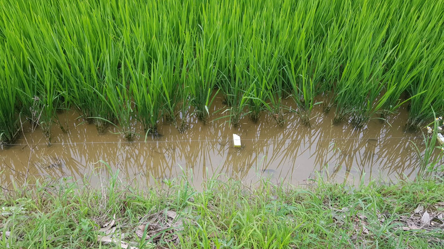 Nhieu nguoi chet...bay chuot bang dien van nhan nhan canh dong Hai Duong-Hinh-16