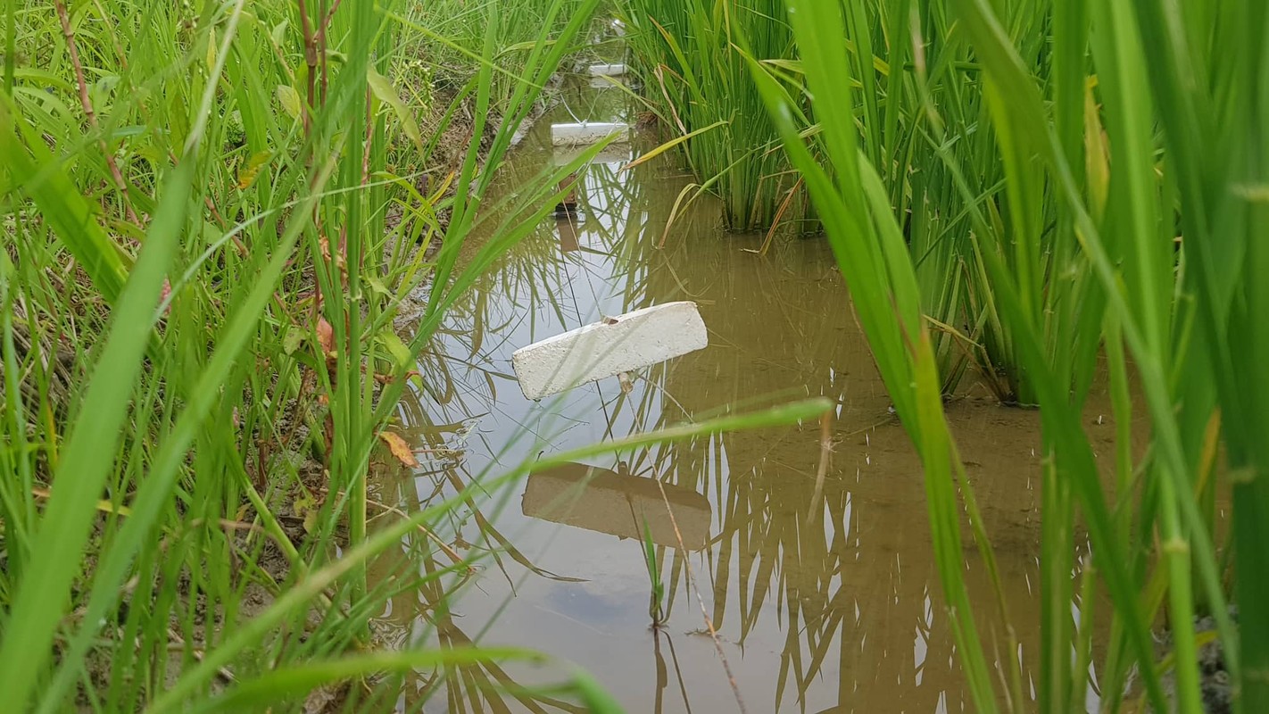 Nhieu nguoi chet...bay chuot bang dien van nhan nhan canh dong Hai Duong-Hinh-19