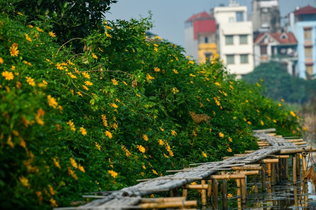 Doc dao vuon hoa da quy ngay giua long Ha Noi-Hinh-6