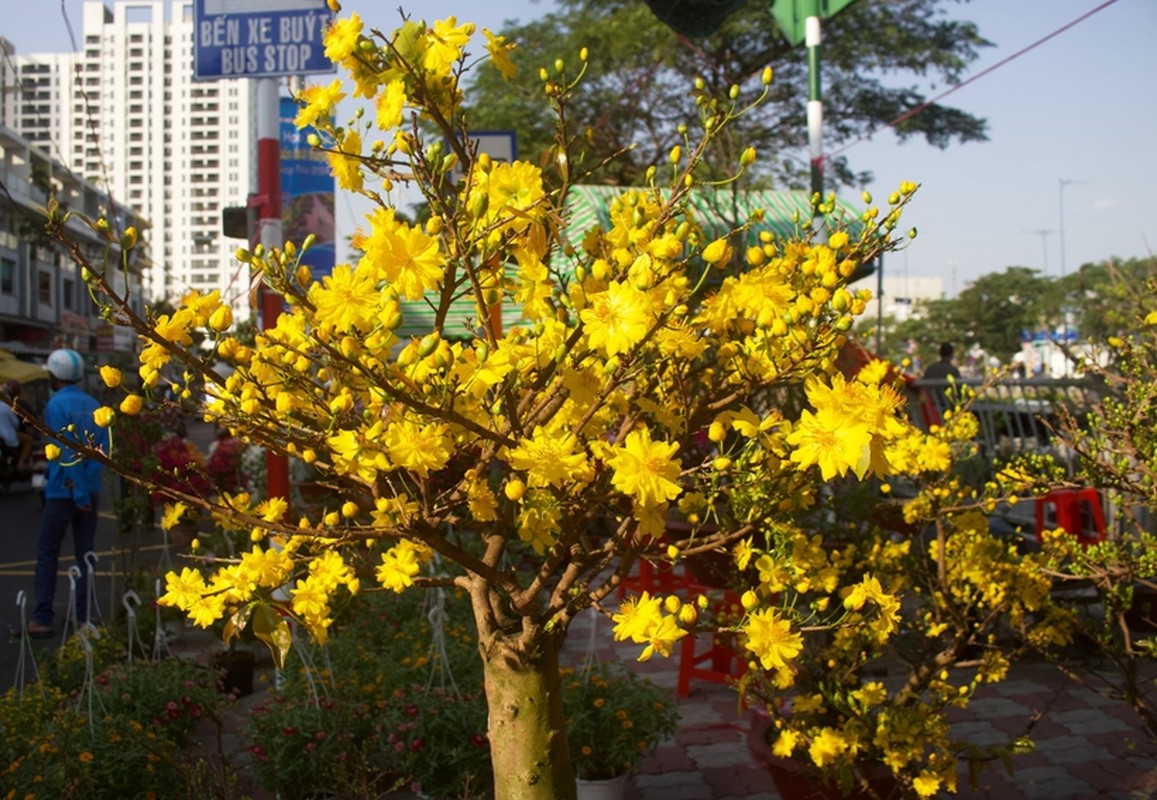 Cho hoa “tren ben duoi thuyen” o TP HCM tap nap nhung ngay giap Tet-Hinh-8