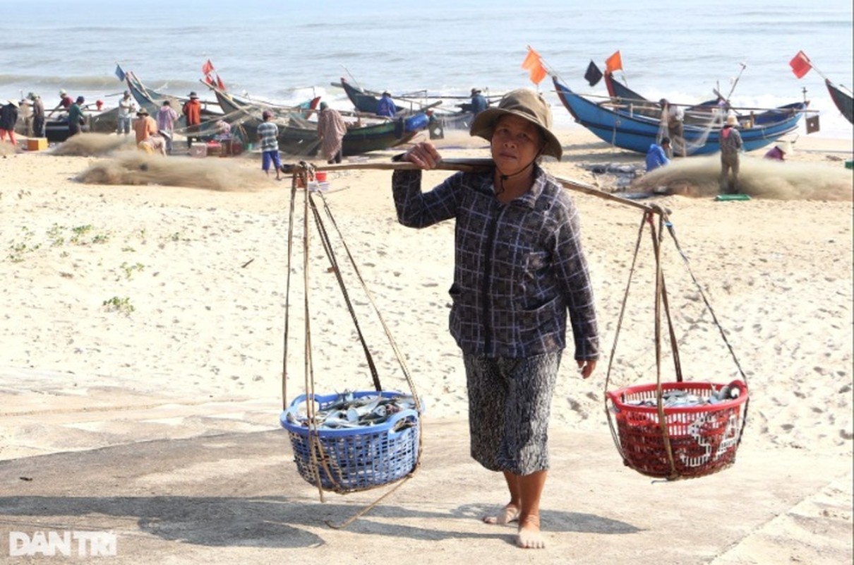 View - 	Trúng mùa cá trích ngư dân mỏi tay gỡ chiến lợi phẩm 