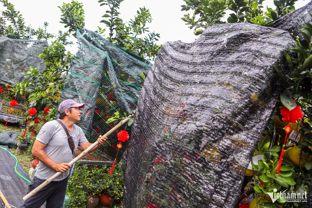 Buoi Dien triu canh “nhuom vang” nhieu tuyen pho o TP HCM-Hinh-5