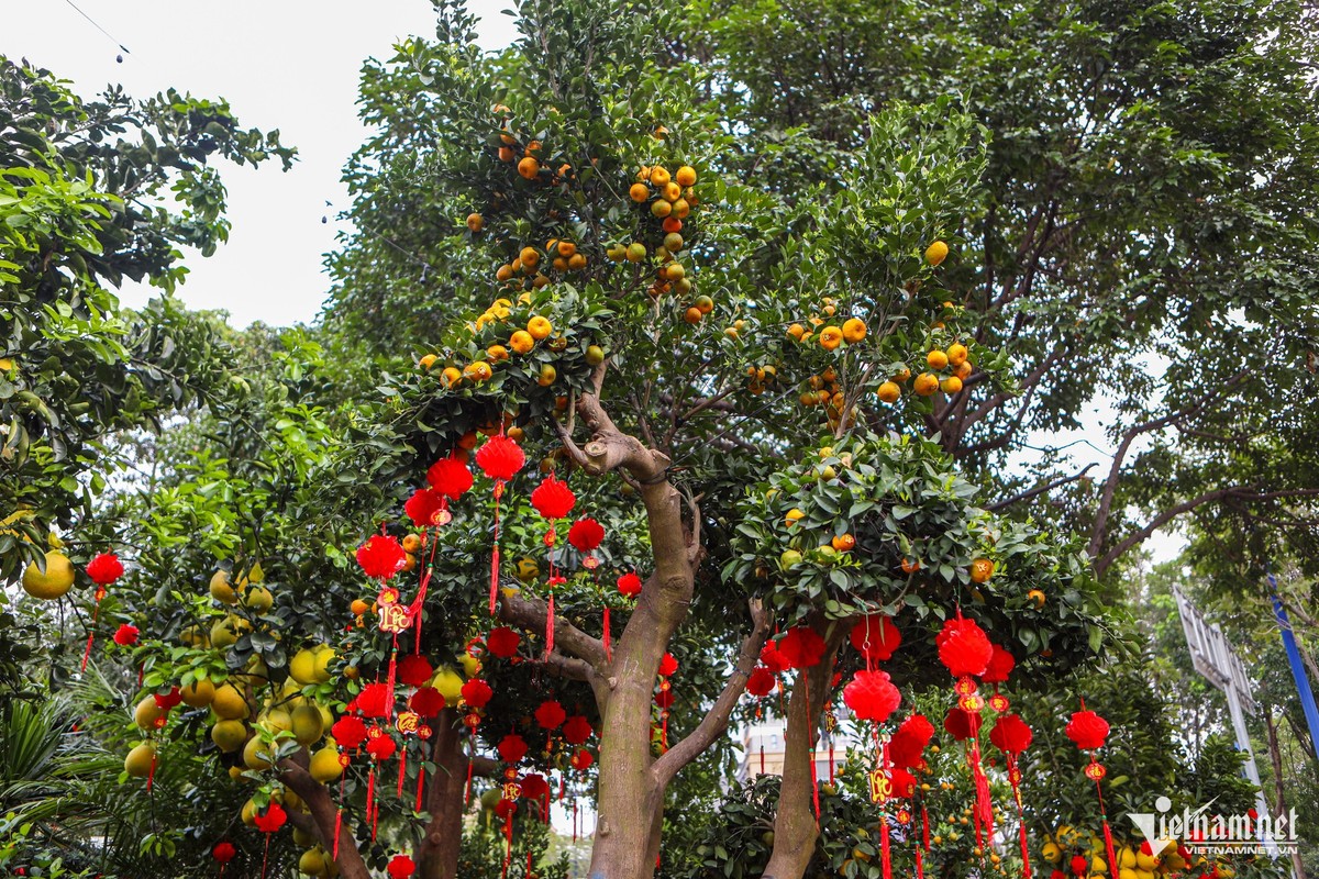 Buoi Dien triu canh “nhuom vang” nhieu tuyen pho o TP HCM-Hinh-8