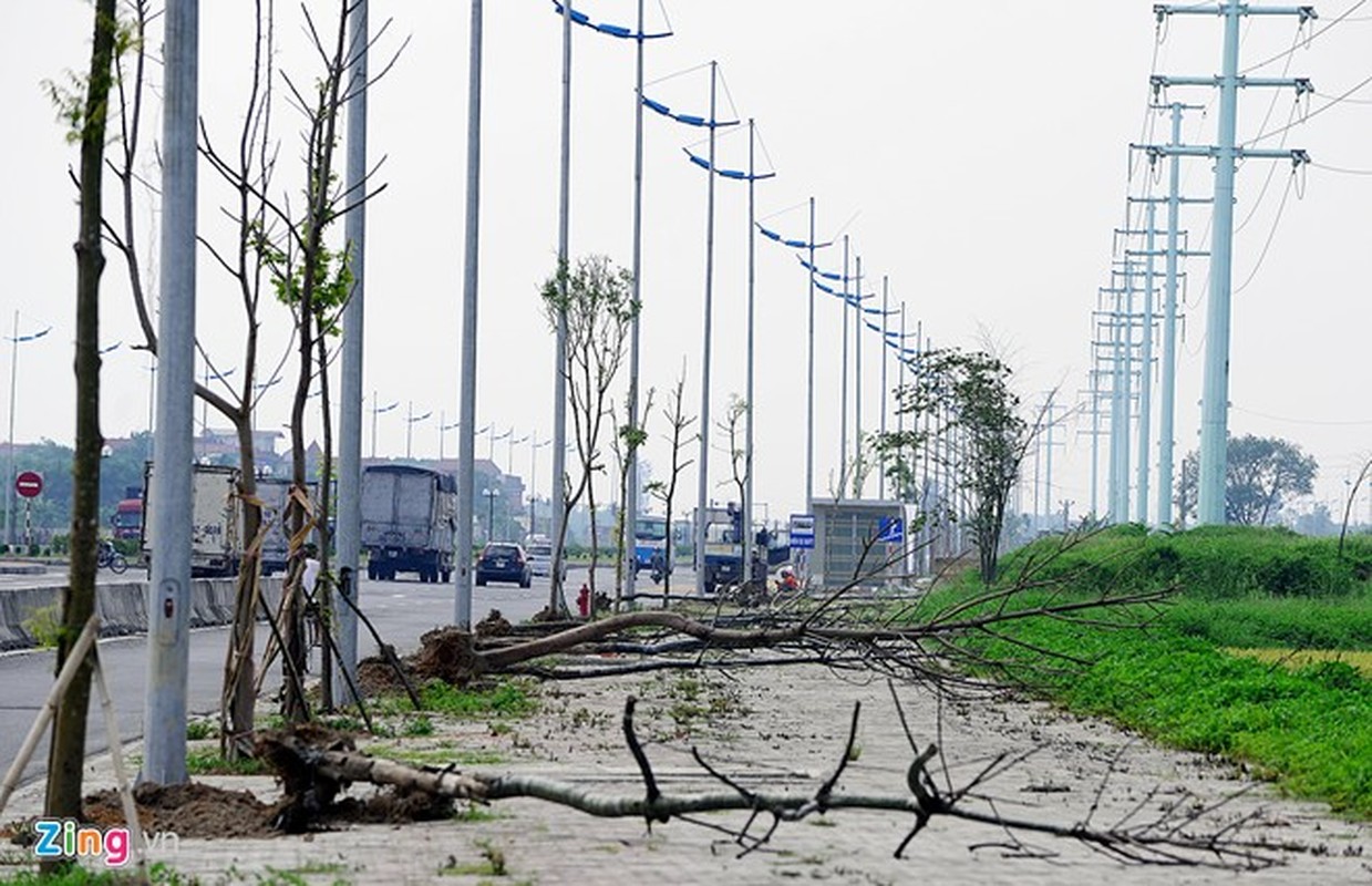 Hang tram cay chet kho tren tuyen duong 6.600 ty o HN-Hinh-7