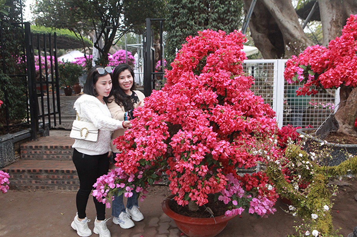 Bonsai hoa giay Thai Lan hong ruc, gia chuc trieu van hut khach Ha thanh-Hinh-2