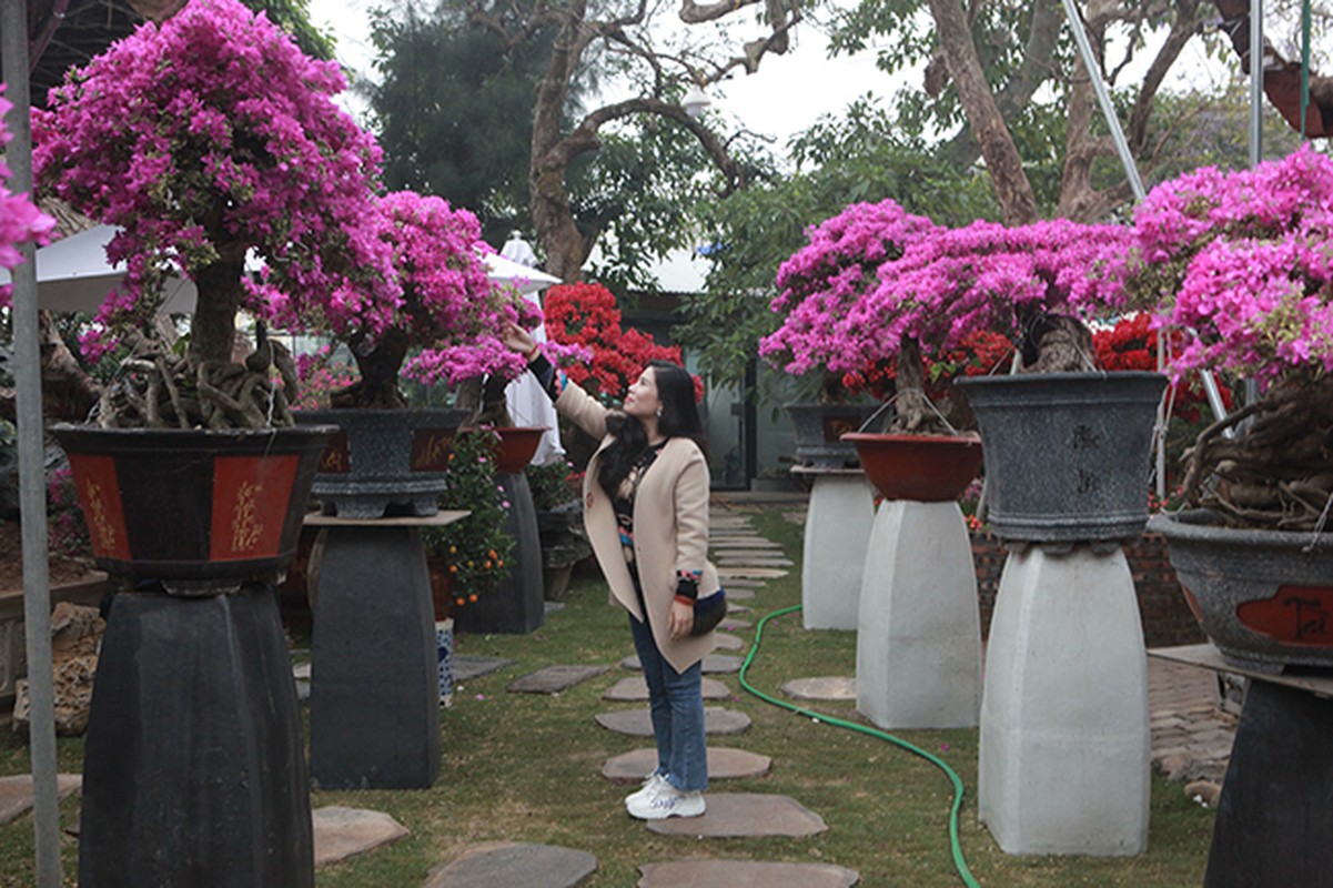 Bonsai hoa giay Thai Lan hong ruc, gia chuc trieu van hut khach Ha thanh-Hinh-3