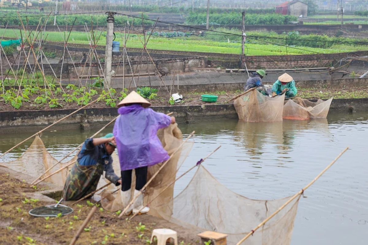 Vua ca chep do lon nhat mien Bac nhon nhip dip ong Cong ong Tao-Hinh-3