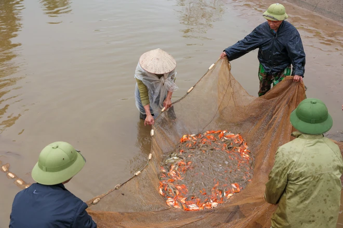 Vua ca chep do lon nhat mien Bac nhon nhip dip ong Cong ong Tao-Hinh-8