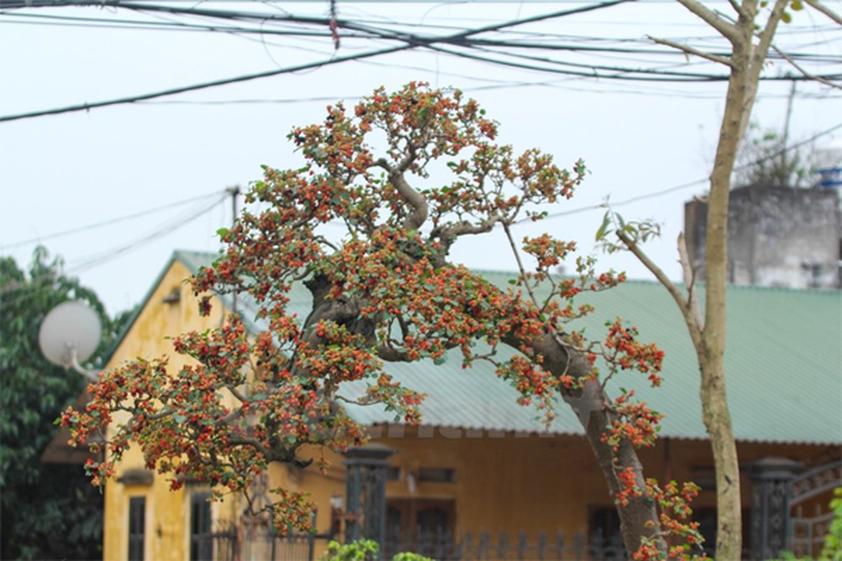 Da mat ngam cay dau canh tram trieu doc nhat vo nhi-Hinh-5