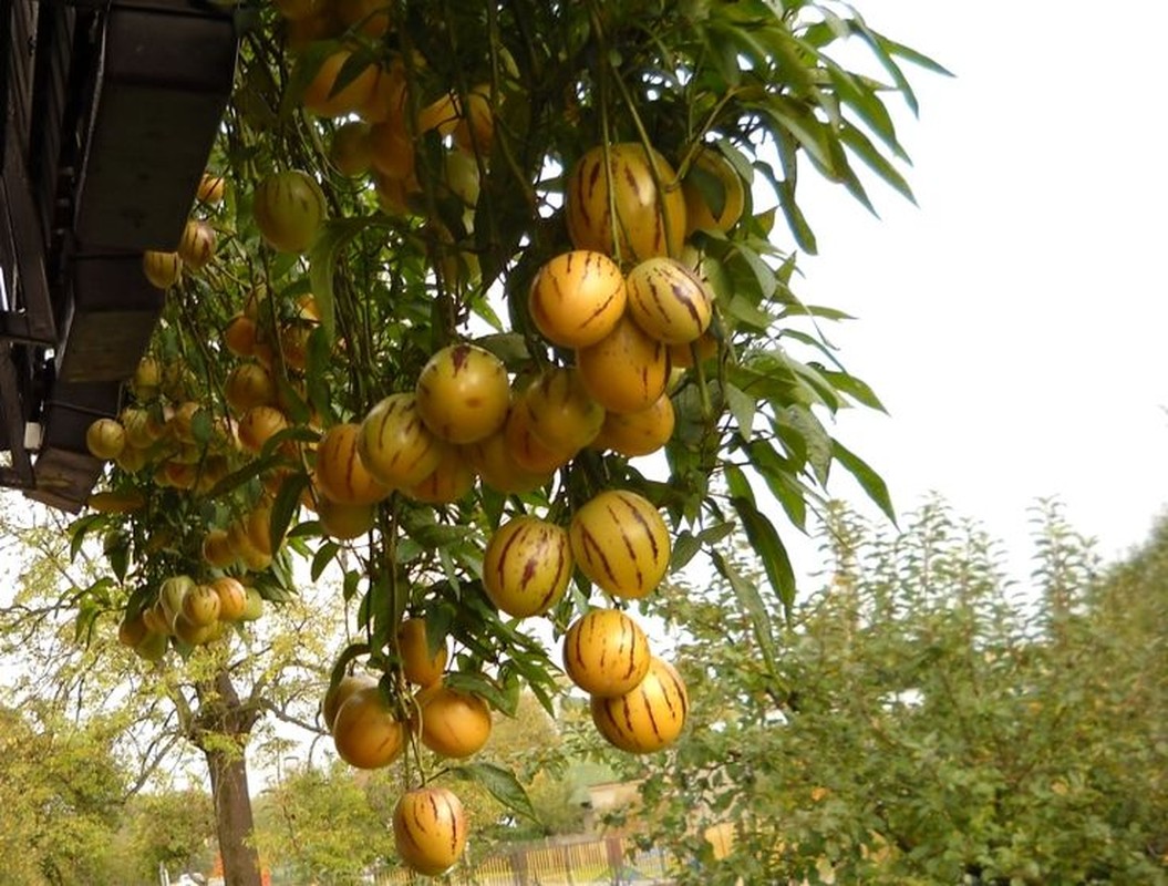 Tan muc giong dua hau vang Pepino “hai ra tien”