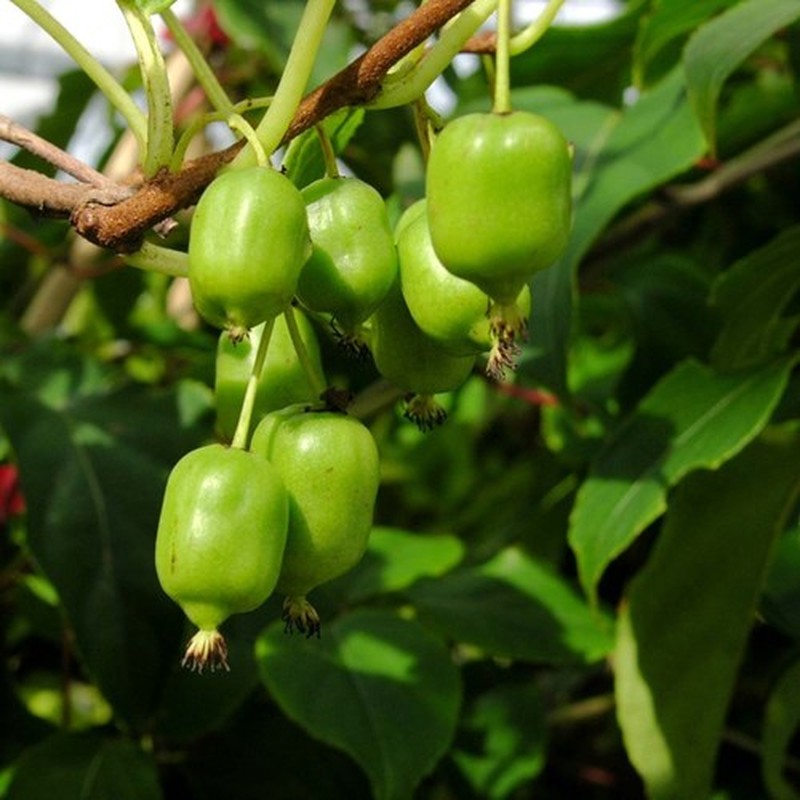 Tan muc giong kiwi berry xanh hai ra tien-Hinh-8