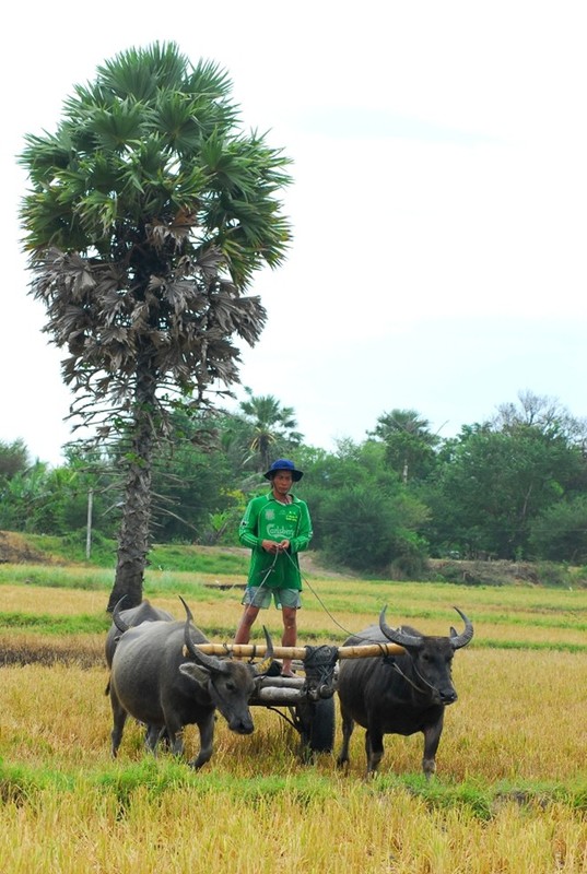 Thot not chuc tuoi bi don khong thuong tiec ban lam canh-Hinh-13