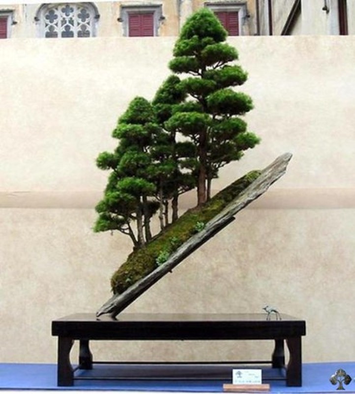 Man nhan nhung chau bonsai mini dang doc la-Hinh-2