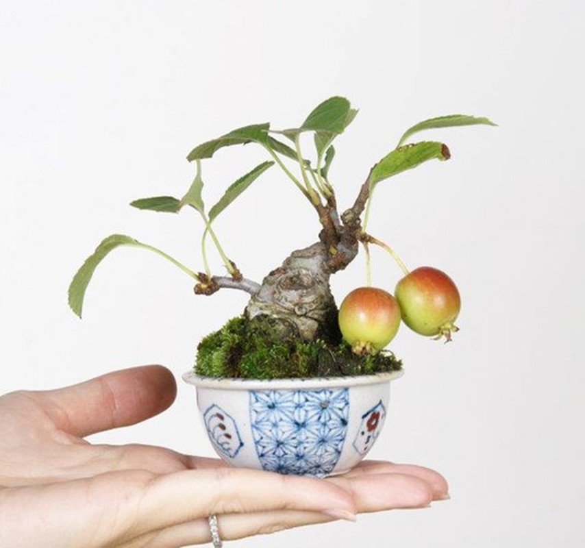 Man nhan nhung chau bonsai mini dang doc la-Hinh-6