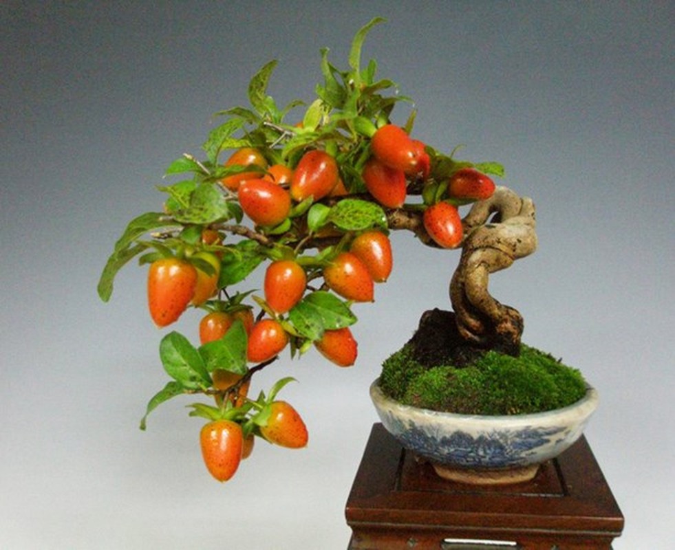 Man nhan nhung chau bonsai mini dang doc la-Hinh-7