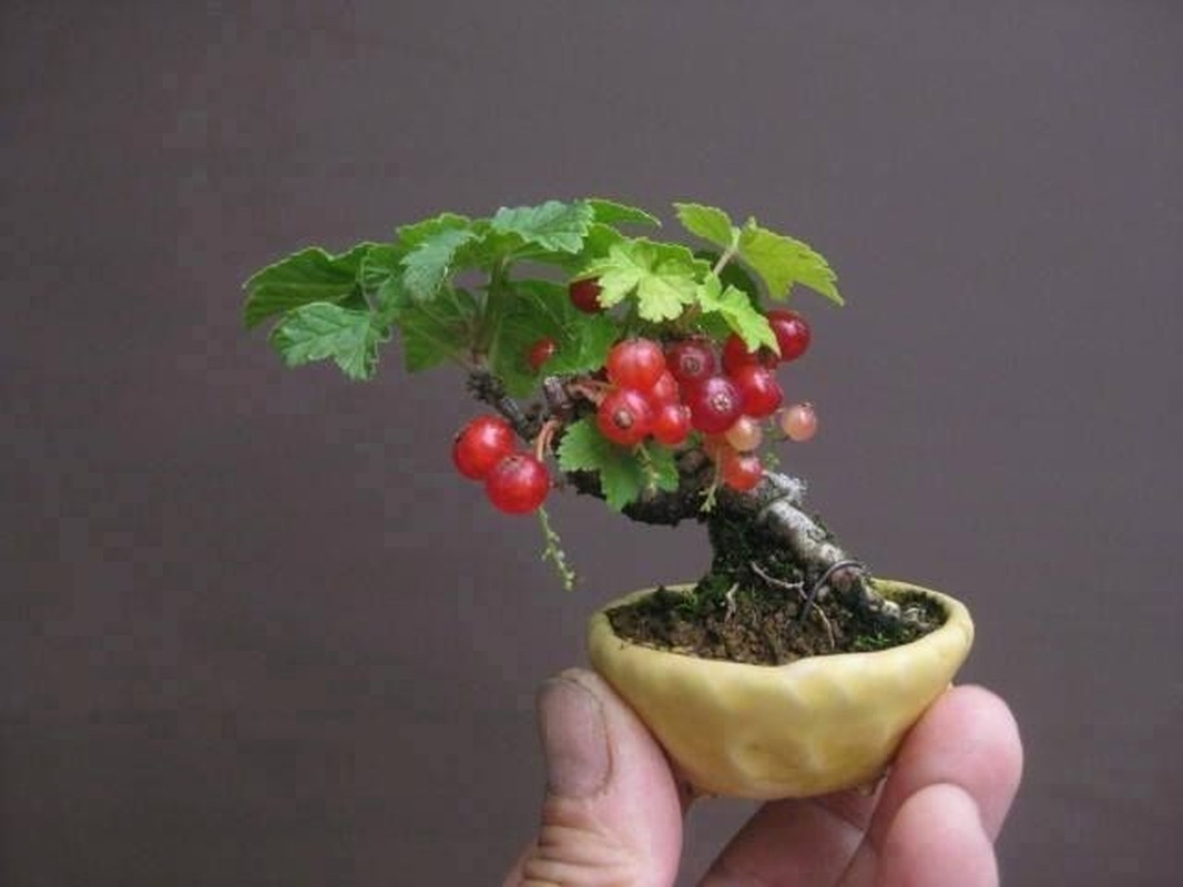 Man nhan nhung chau bonsai mini dang doc la-Hinh-8