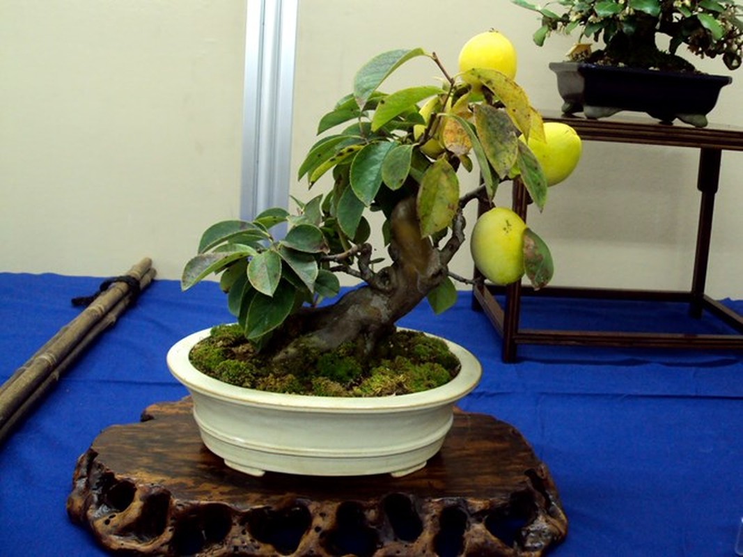 Man nhan nhung chau bonsai mini dang doc la-Hinh-9