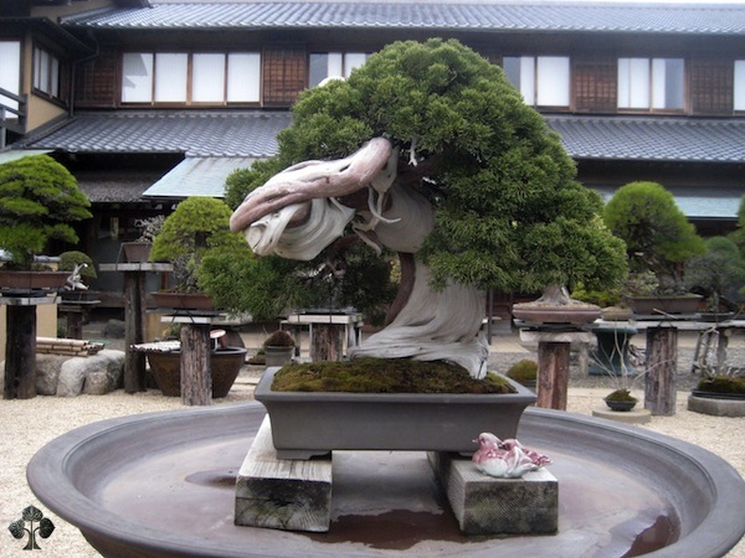 Nhung chau bonsai hinh thu sieu ky la-Hinh-5