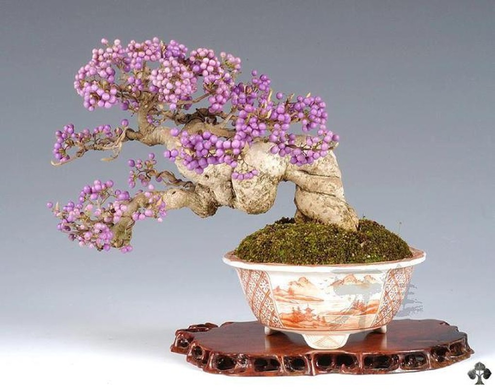 Me man bonsai hoa qua sai triu trit-Hinh-2