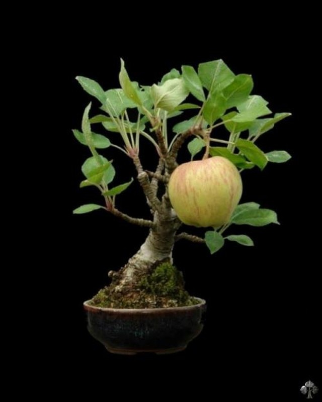 Me man bonsai hoa qua sai triu trit-Hinh-3