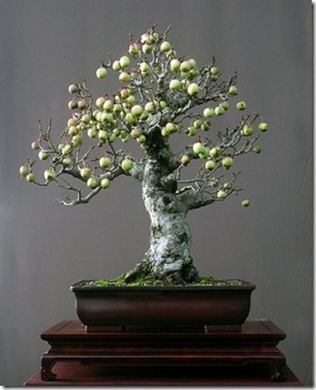 Me man bonsai hoa qua sai triu trit-Hinh-6