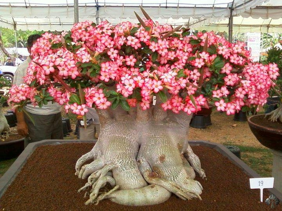 Ngam bonsai no day hoa hut hon khach hang-Hinh-5