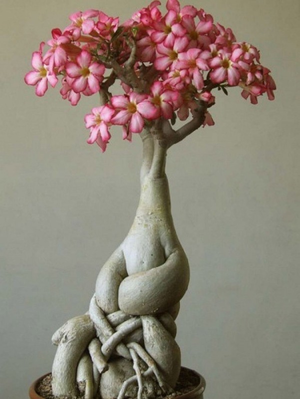 Nhung chau hoa bonsai dep ngat ngay-Hinh-12