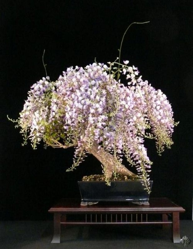 Nhung chau hoa bonsai dep ngat ngay-Hinh-7