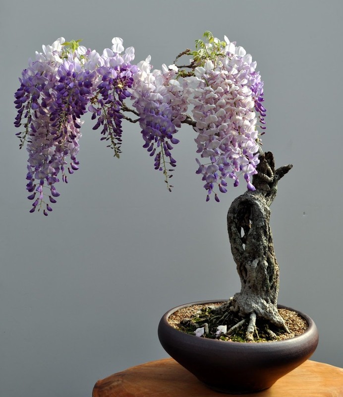 Nhung chau hoa bonsai dep ngat ngay