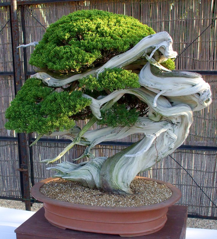 Ngam bonsai dang doc hut hon nguoi xem-Hinh-12