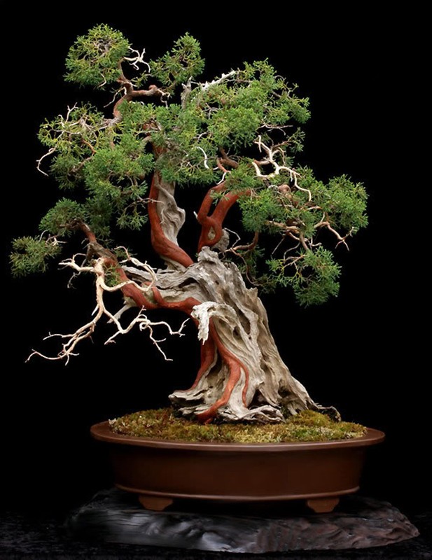 Ngam bonsai dang doc hut hon nguoi xem-Hinh-13