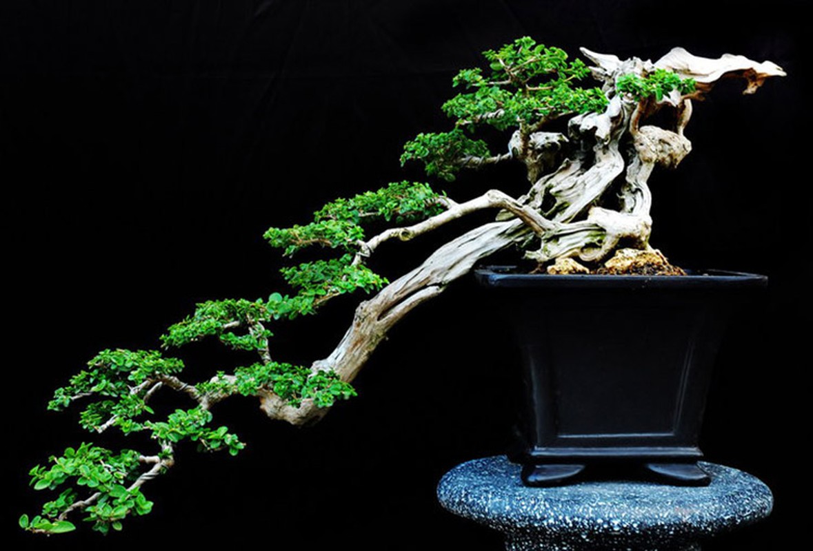 Ngam bonsai dang doc hut hon nguoi xem-Hinh-8