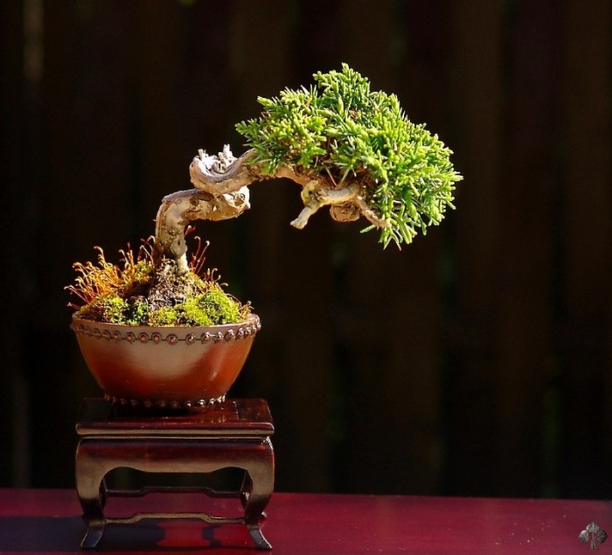 Top 10 cay bonsai nho nhat the gioi-Hinh-9