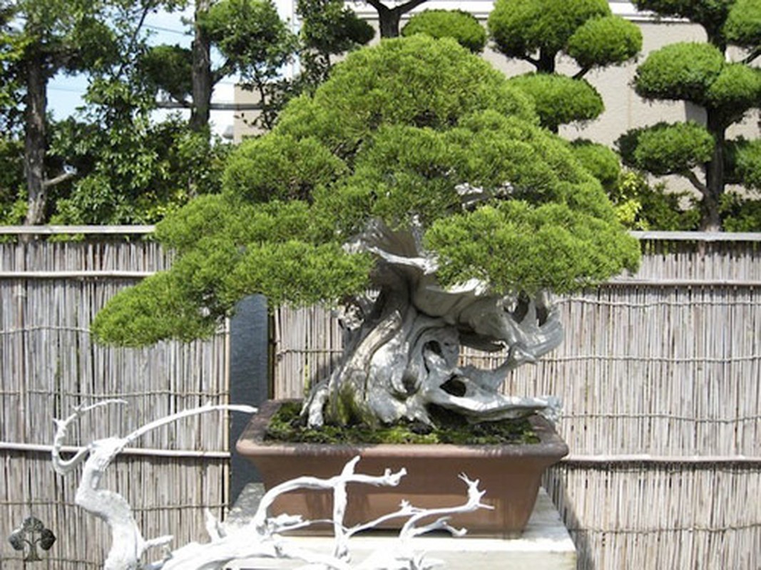 Ngam nhung tuyet tac bonsai cua nghe nhan Nhat Ban-Hinh-10