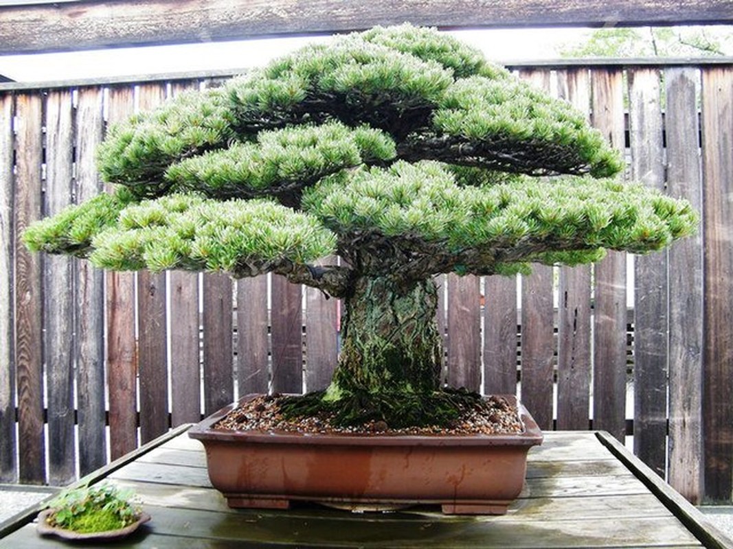 Ngam nhung tuyet tac bonsai cua nghe nhan Nhat Ban-Hinh-2