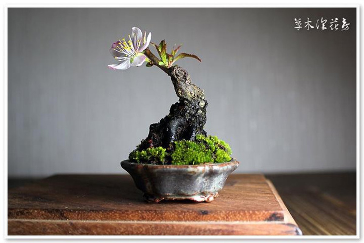 Ngam bonsai de ban la mat hut hon nguoi mua-Hinh-11
