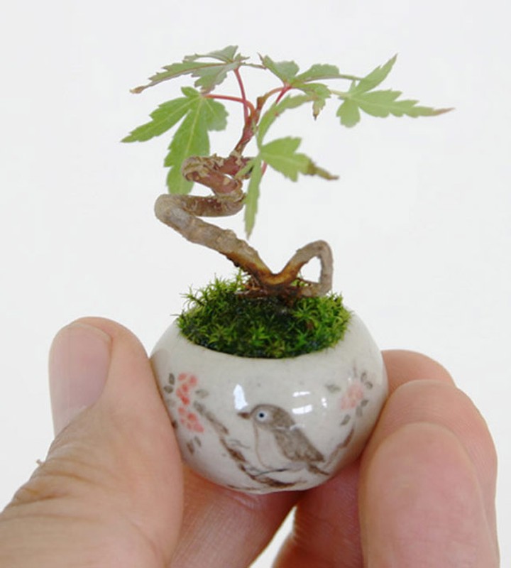 Ngam bonsai de ban la mat hut hon nguoi mua-Hinh-12