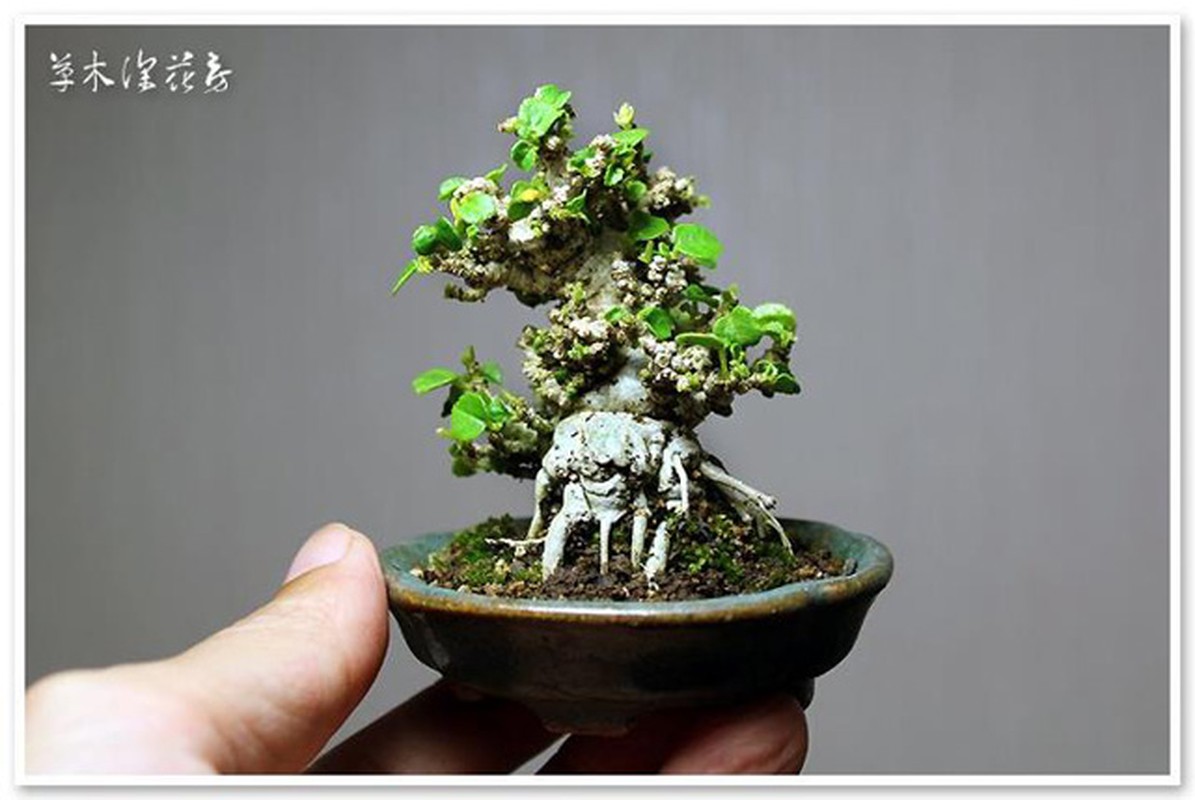 Ngam bonsai de ban la mat hut hon nguoi mua-Hinh-9