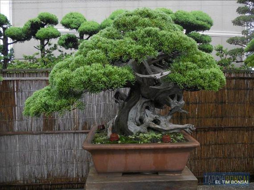 Ngam nhung tuyet tac bonsai cua nghe nhan Nhat Ban-Hinh-12