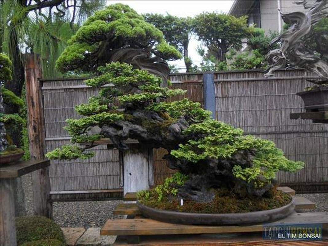 Ngam nhung tuyet tac bonsai cua nghe nhan Nhat Ban-Hinh-14