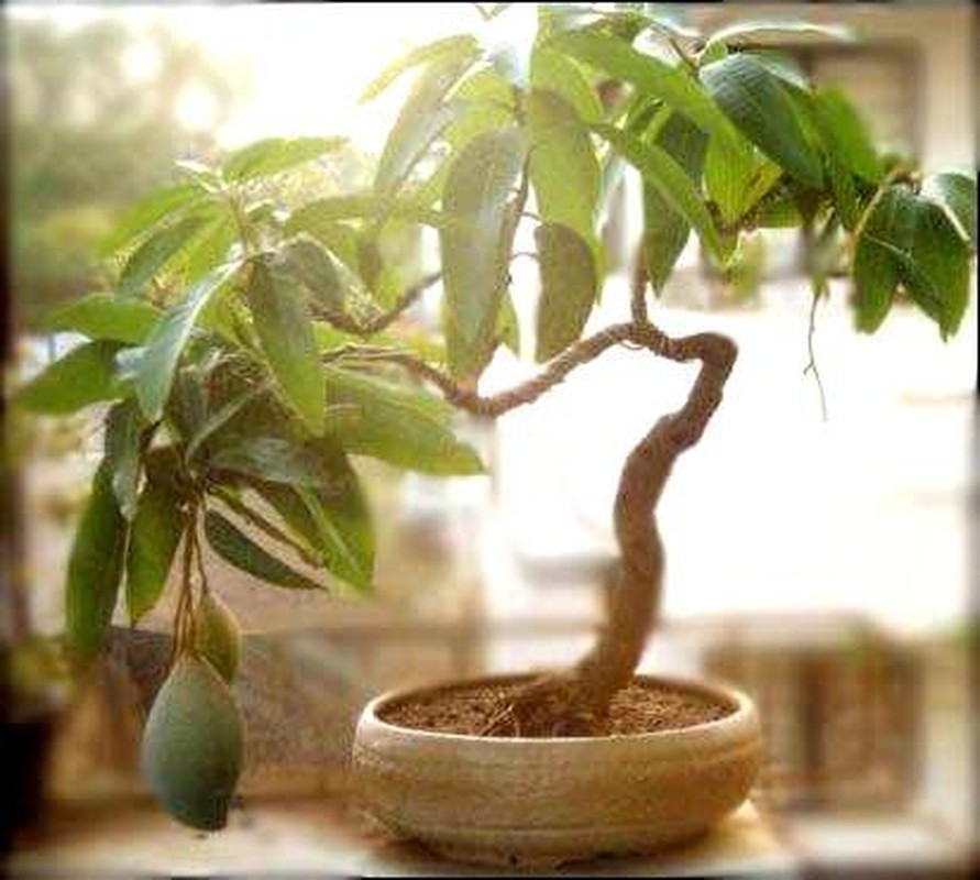 Ngam chau bonsai hoa qua mini sieu dep mat-Hinh-11