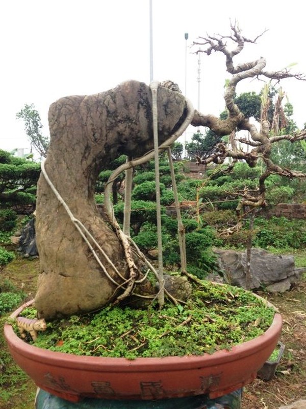 Nhung chau bonsai “khung” khien dan choi thich me-Hinh-11