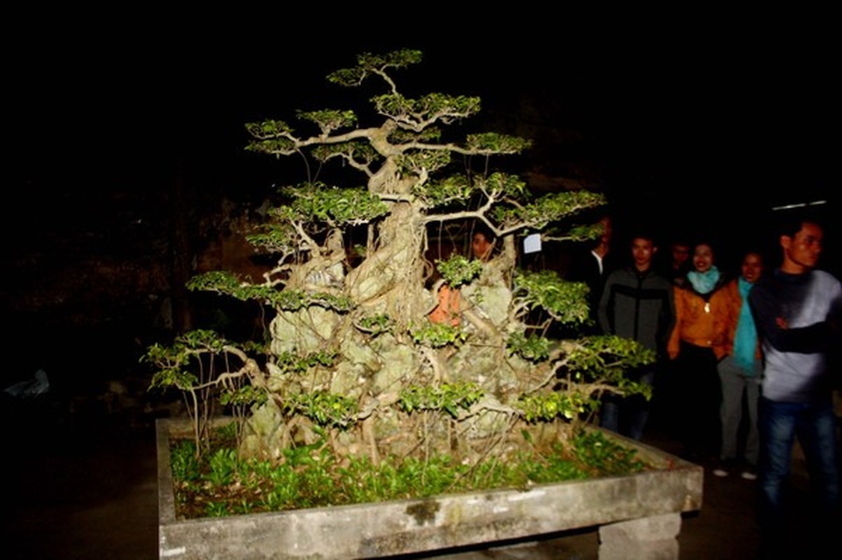 Nhung chau bonsai “khung” khien dan choi thich me-Hinh-2