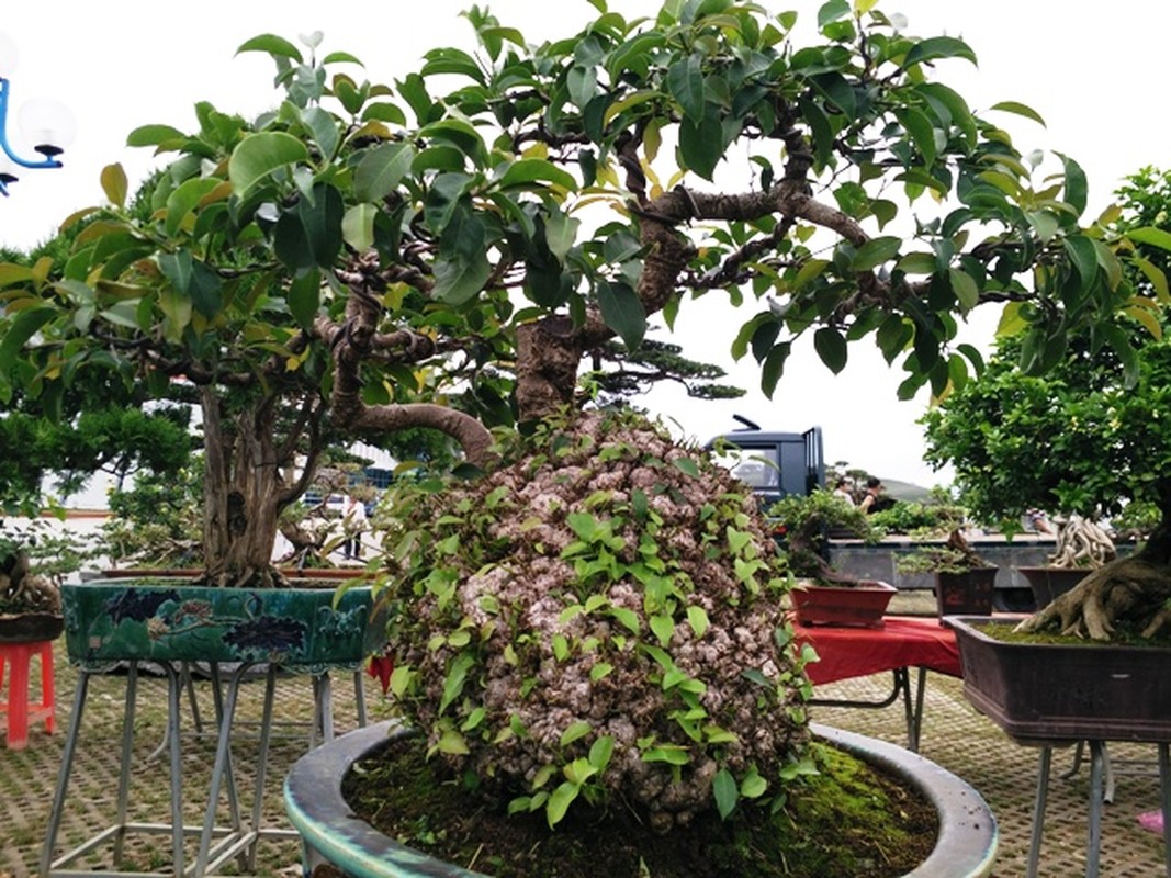 Nhung chau bonsai “khung” khien dan choi thich me