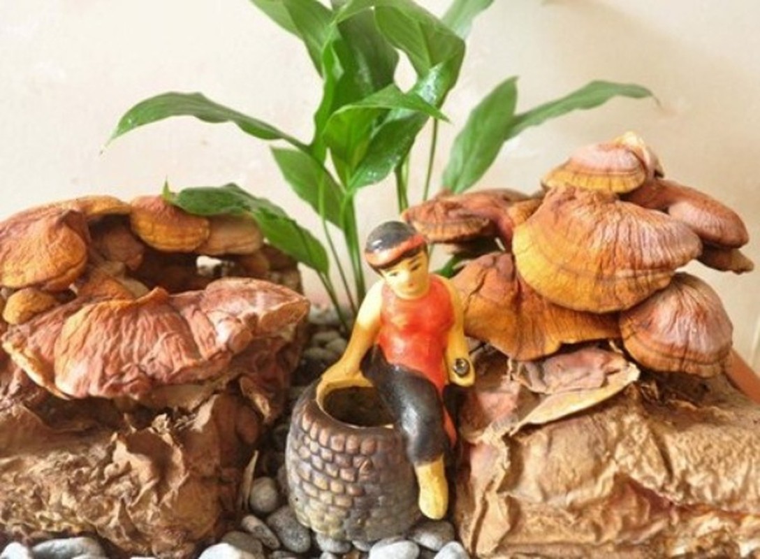 Ngam bonsai nam linh chi sieu dat do-Hinh-8