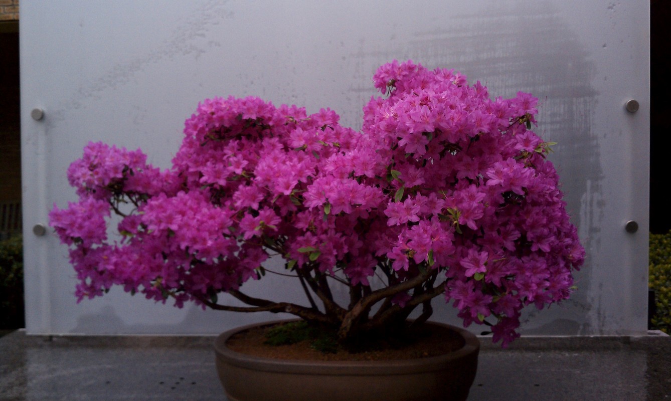 Nhung chau bonsai mau sac ruc ro hut hon nguoi xem-Hinh-12